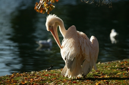 Neathouse Place - Pelican in Summer - © Anne Marie Briscombe Neathouse Place - Pelican in Summer - © Anne Marie Briscombe