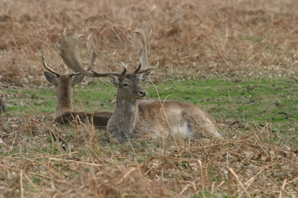 Bushy Park - Deer in Autumn - © Giles Barnard