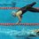 Paralympic Swimming