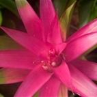 Kew Gardens Tropical Extravaganza