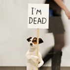 David Shrigley: Brain Activity
