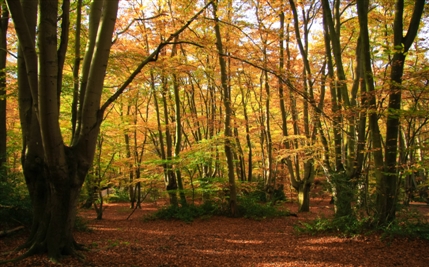Epping Forest Epping Forest
