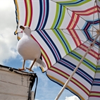 Camden Beach hotels title=