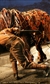 War Horse War Horse