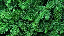 The Christmas Forest