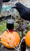 Midnight Apothecary Halloween Special Midnight Apothecary Halloween Special
