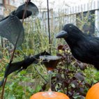 Midnight Apothecary Halloween Special hotels title=