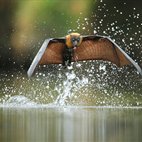 Veolia Environnement Wildlife Photographer of the Year hotels title=