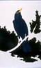 Gary Hume