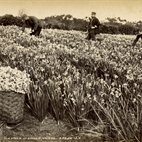 Floriculture: Flowers, Love and Money hotels title=