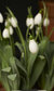 Chelsea Physic Garden Snowdrop Days Chelsea Physic Garden Snowdrop Days