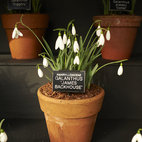 Chelsea Physic Garden Snowdrop Days hotels title=