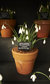 Snowdrop Days 2015 Snowdrop Days 2015