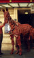 War Horse Prom War Horse Prom