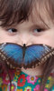 Sensational Butterflies Sensational Butterflies