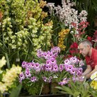 RHS London Orchid Show and Plant Fair hotels title=