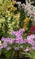 CANCELLED: RHS London Spring Launch and Orchid Show CANCELLED: RHS London Spring Launch and Orchid Show
