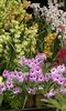 CANCELLED: RHS London Spring Launch and Orchid Show CANCELLED: RHS London Spring Launch and Orchid Show