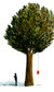 Tree Tree
