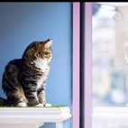 Lady Dinahs Cat Emporium