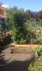 St Quintin Community Kitchen Garden photo