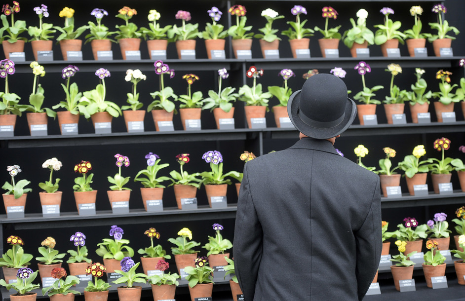 RHS Chelsea Flower Show - Chelsea Flower Show 2015, photo: Bethany Clarke / RHS