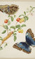 Maria Merians Butterflies Maria Merians Butterflies