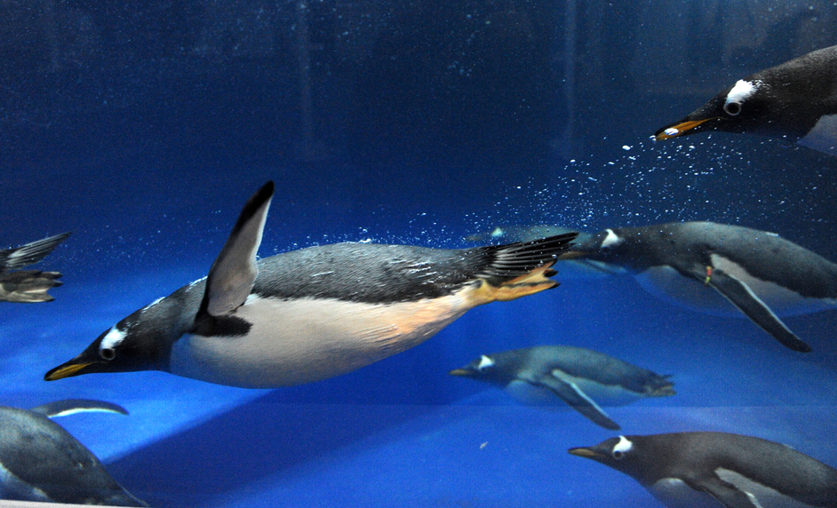 Sea Life London Aquarium - Penguin Point at SEA LIFE London Aquarium