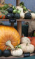 RHS London Harvest Festival Show RHS London Harvest Festival Show