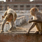 Planet Earth II Live in Concert hotels title=