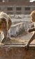 Planet Earth II Live in Concert Planet Earth II Live in Concert