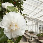 Chiswick House Camellia Festival