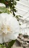 Chiswick House Camellia Festival Chiswick House Camellia Festival