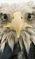 Wildlife Photographer of the Year 2017 Wildlife Photographer of the Year 2017