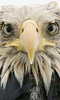 Wildlife Photographer of the Year 2017 Wildlife Photographer of the Year 2017