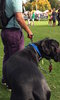 Chiswick House Dog Show Chiswick House Dog Show
