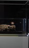 Fatberg! Fatberg!