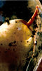Tacita Dean: Still Life Tacita Dean: Still Life
