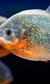 Rainforest Adventure: SEA LIFE London Rainforest Adventure: SEA LIFE London