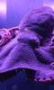 Sea Creatures Sea Creatures