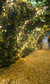Backyard Cinema: Christmas Labyrinth Backyard Cinema: Christmas Labyrinth