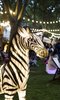 Zoo Nights Zoo Nights