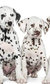 101 Dalmatians 101 Dalmatians