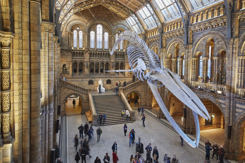 Natural History Museum - Hintze Hall - photo: Trustees of the Natural History Museum, 2018