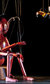 The Insect Circus The Insect Circus