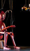 The Insect Circus The Insect Circus