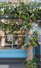 Belgravia in Bloom Belgravia in Bloom