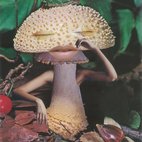 Mushrooms: The Art, Design And Future Of Fungi hotels title=