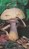 Mushrooms: The Art, Design And Future Of Fungi Mushrooms: The Art, Design And Future Of Fungi