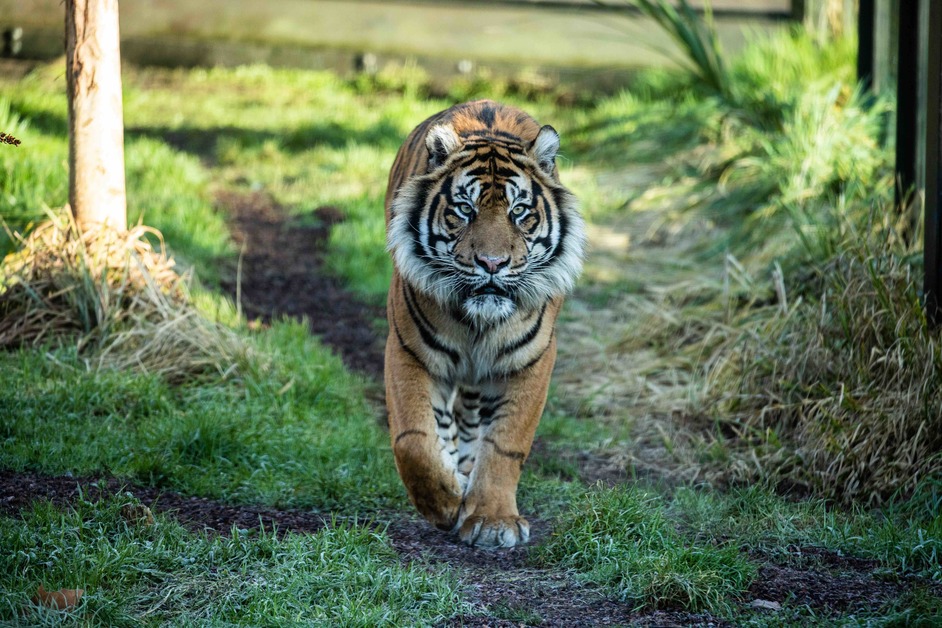 ZSL London Zoo - ZSL London Zoo, Sumatran tiger Asim ©ZSL